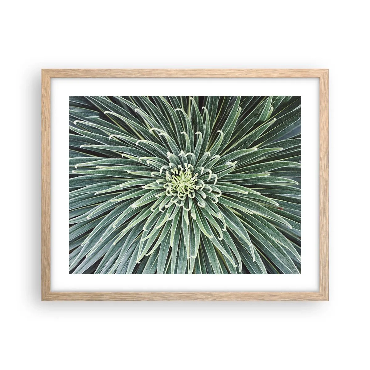 Een poster in een licht eiken lijst - Een ster is geboren - 50x40 cm