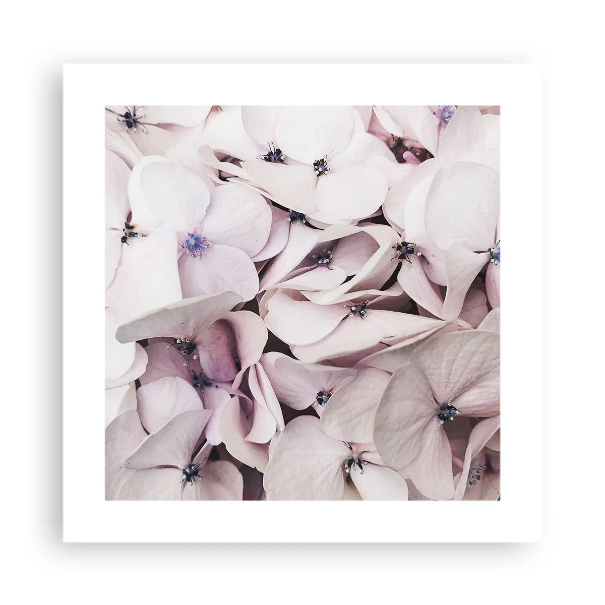 Poster - In een vloed van bloemen - 40x40 cm