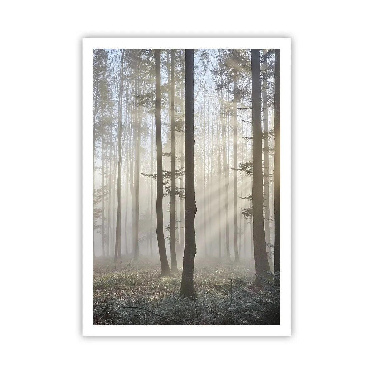 Poster - De mist werd ook wakker - 70x100 cm
