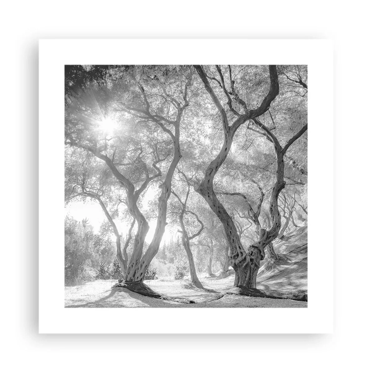Poster - In de olijfboomgaard - 40x40 cm