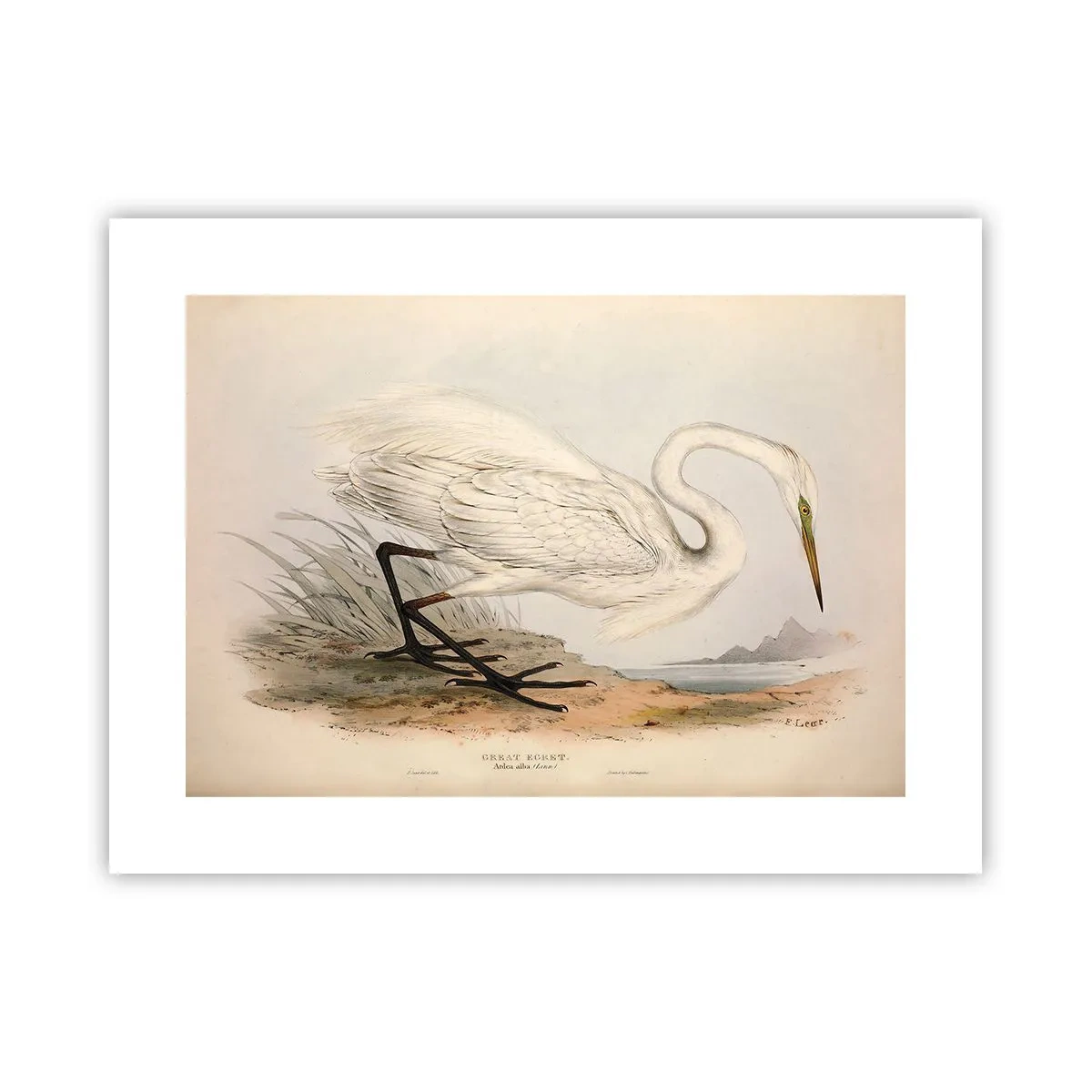 Poster - Dame op de biezen - 40x30 cm