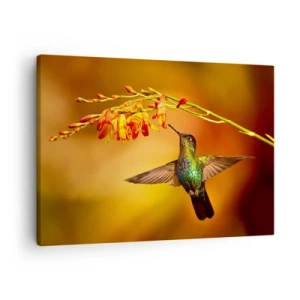 Schilderen op canvas - Kolibrie bij een bloem in het warme licht - 70x50cm - Een boodschapper van licht volgens de Maya - Moderne wanddecoratie voor woonkamer en slaapkamer ARTTOR