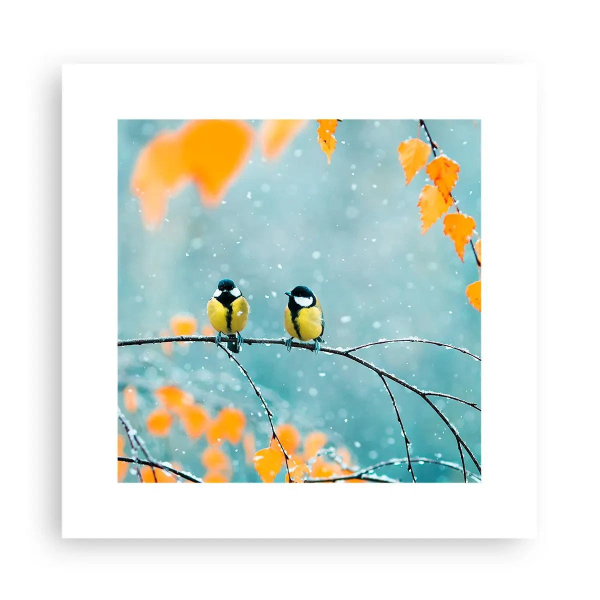 Poster - Vogelroddel - 30x30 cm