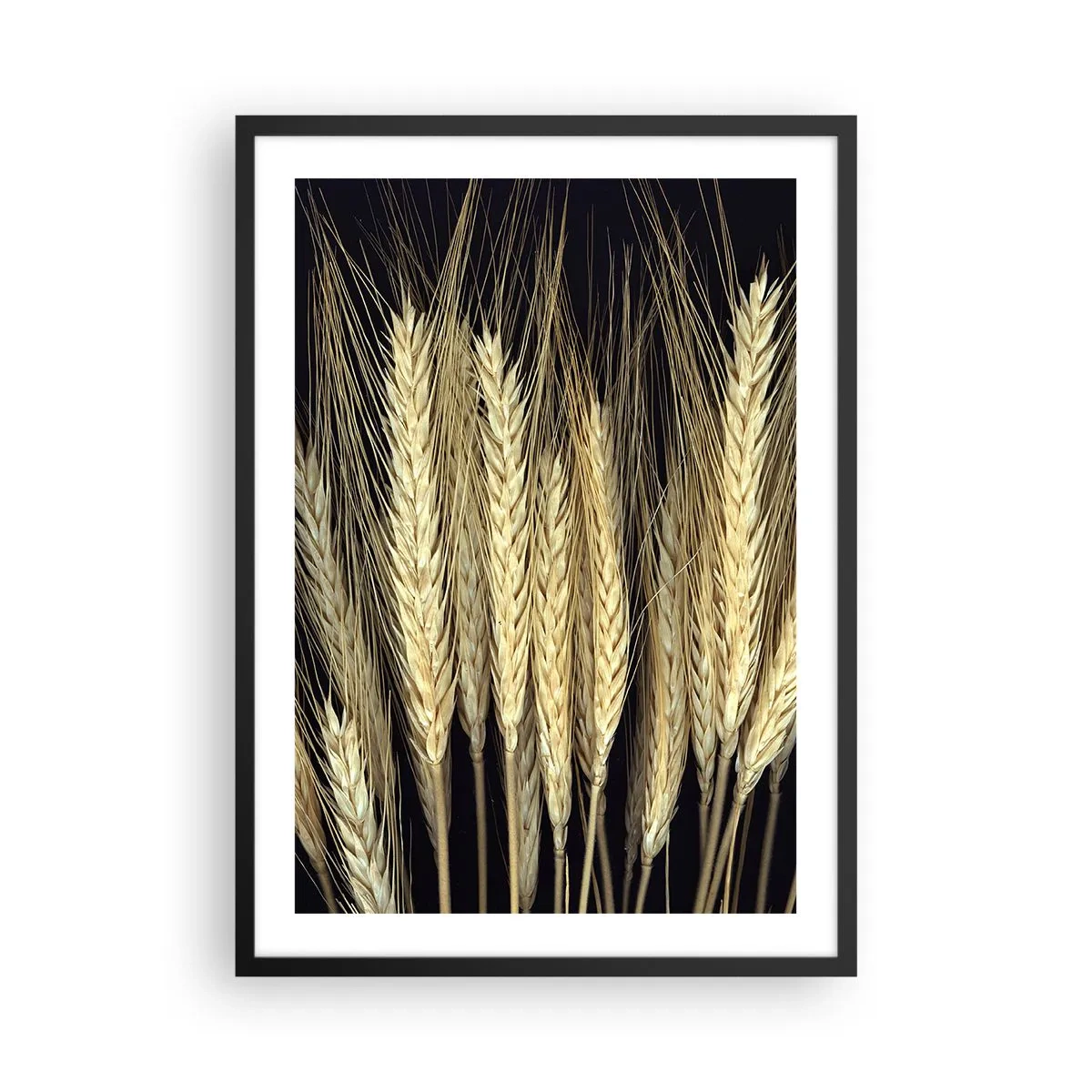 Poster in een zwarte lijst - Close-up van tarwekolven tegen een zwarte achtergrond - 50x70cm - Rustieke magie - Moderne wanddecoratie voor woonkamer en slaapkamer ARTTOR
