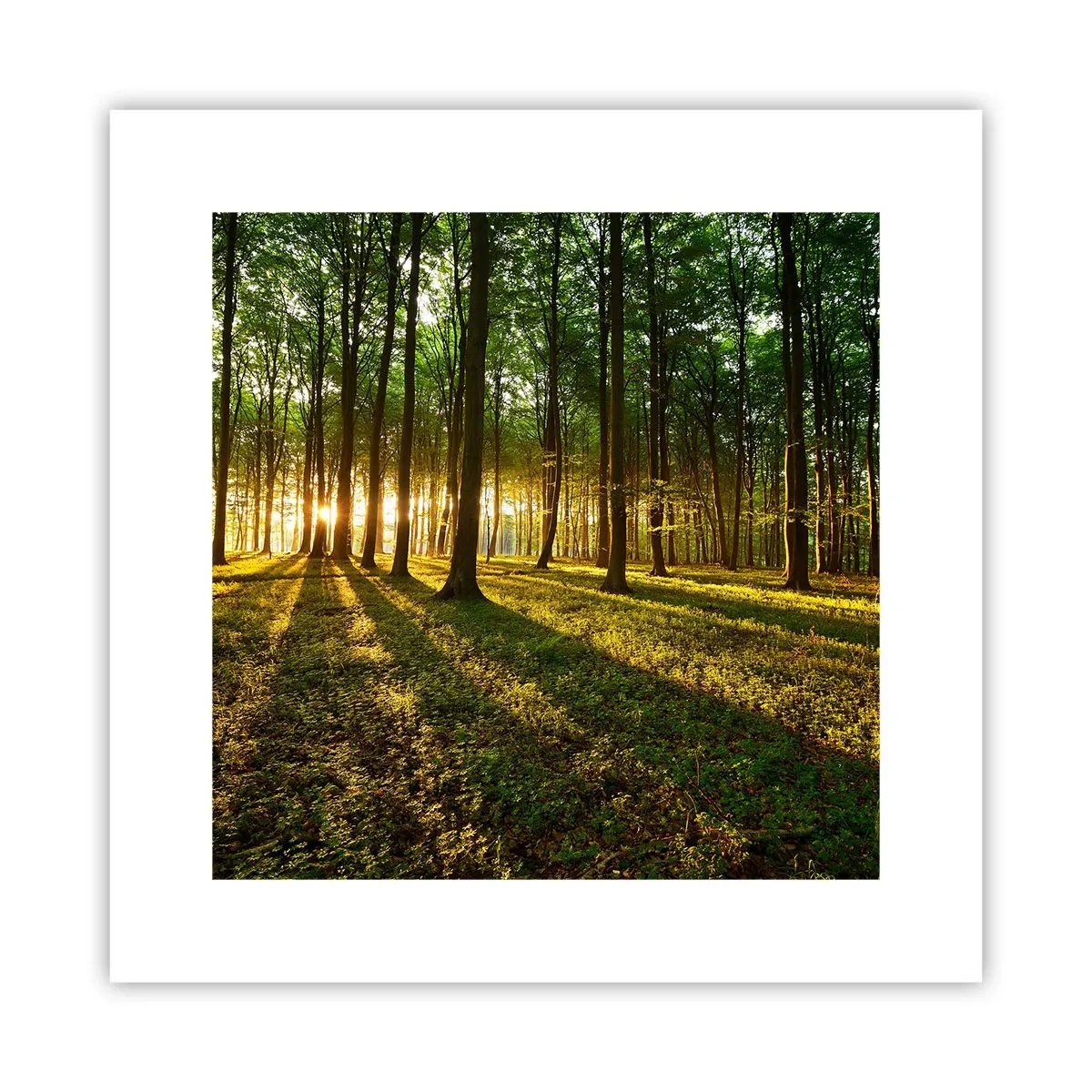 Poster - Foto van de hele lente - 30x30 cm