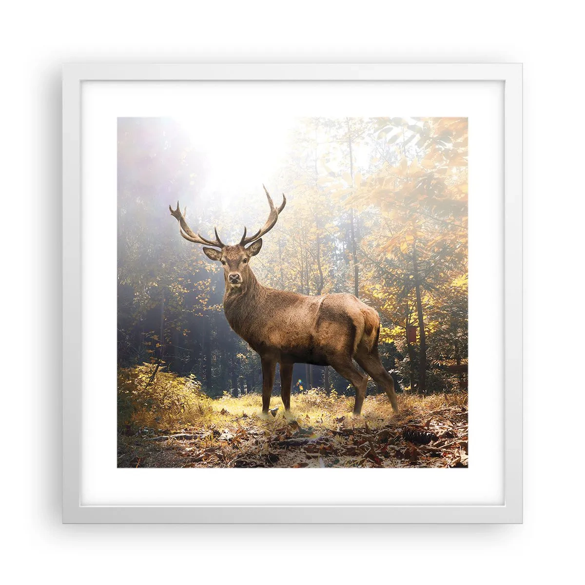 Poster in een witte lijst - In volle majesteit - 40x40 cm