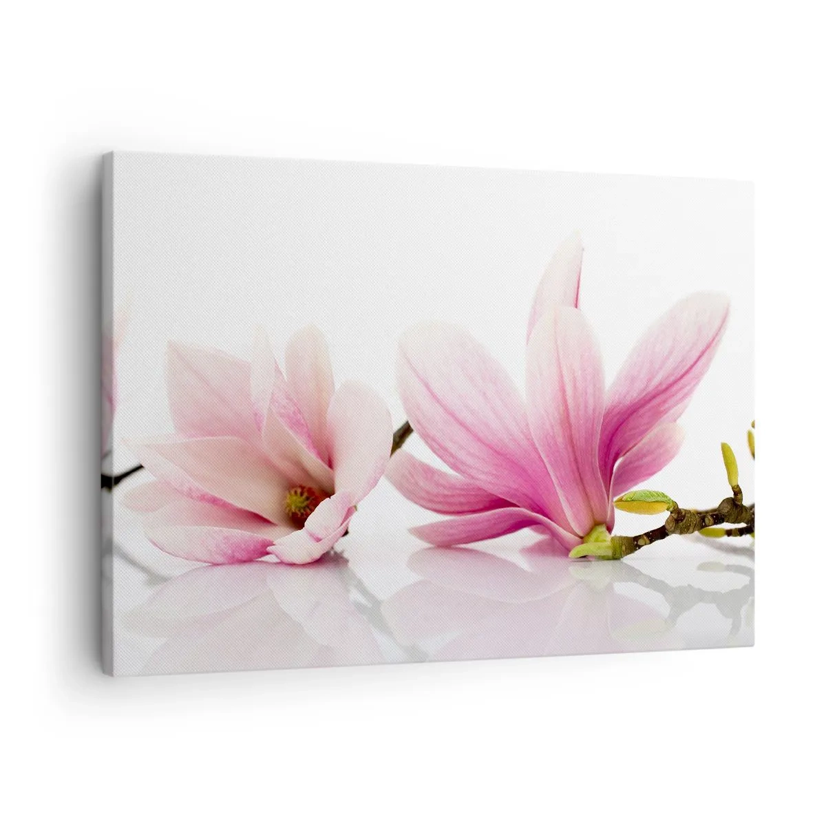 Schilderen op canvas - Delicate roze magnolia's op een witte achtergrond - 70x50cm - Delicaat als een lentebriesje - Moderne wanddecoratie voor woonkamer en slaapkamer ARTTOR
