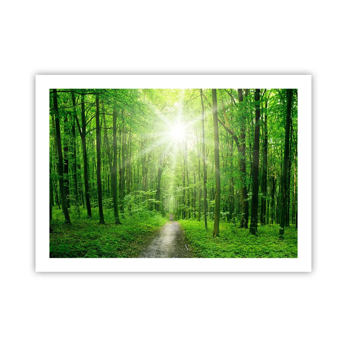 Poster - De groene kathedraal - 70x50 cm