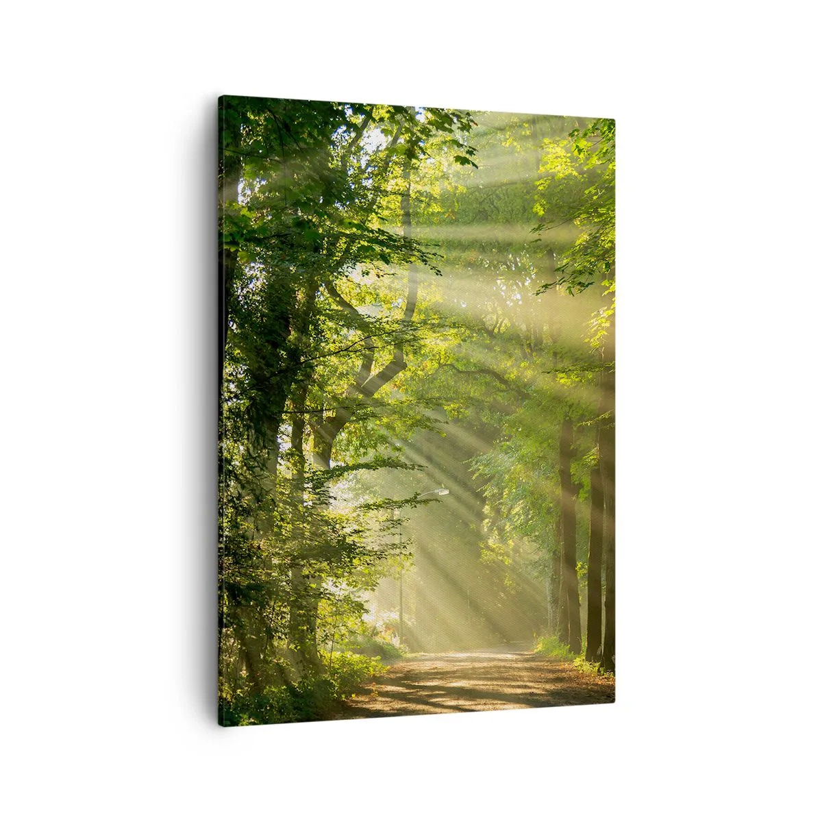 Schilderen op canvas - Bosmoment - 50x70 cm