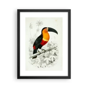 Poster in een zwarte lijst - Kleuren van vogels - 30x40 cm