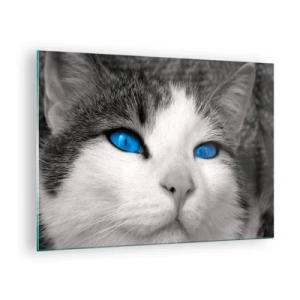 Schilderen op glas - Een zwart-witfoto van een kat met intens blauwe ogen. - 70x50cm - Ongewone blauwe ogen - Moderne wanddecoratie voor woonkamer en slaapkamer ARTTOR