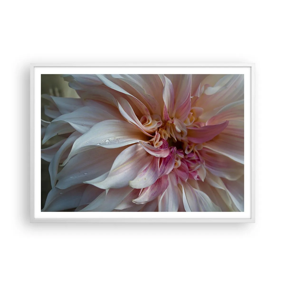 Poster in een witte lijst - Bloeiende frisheid - 100x70 cm