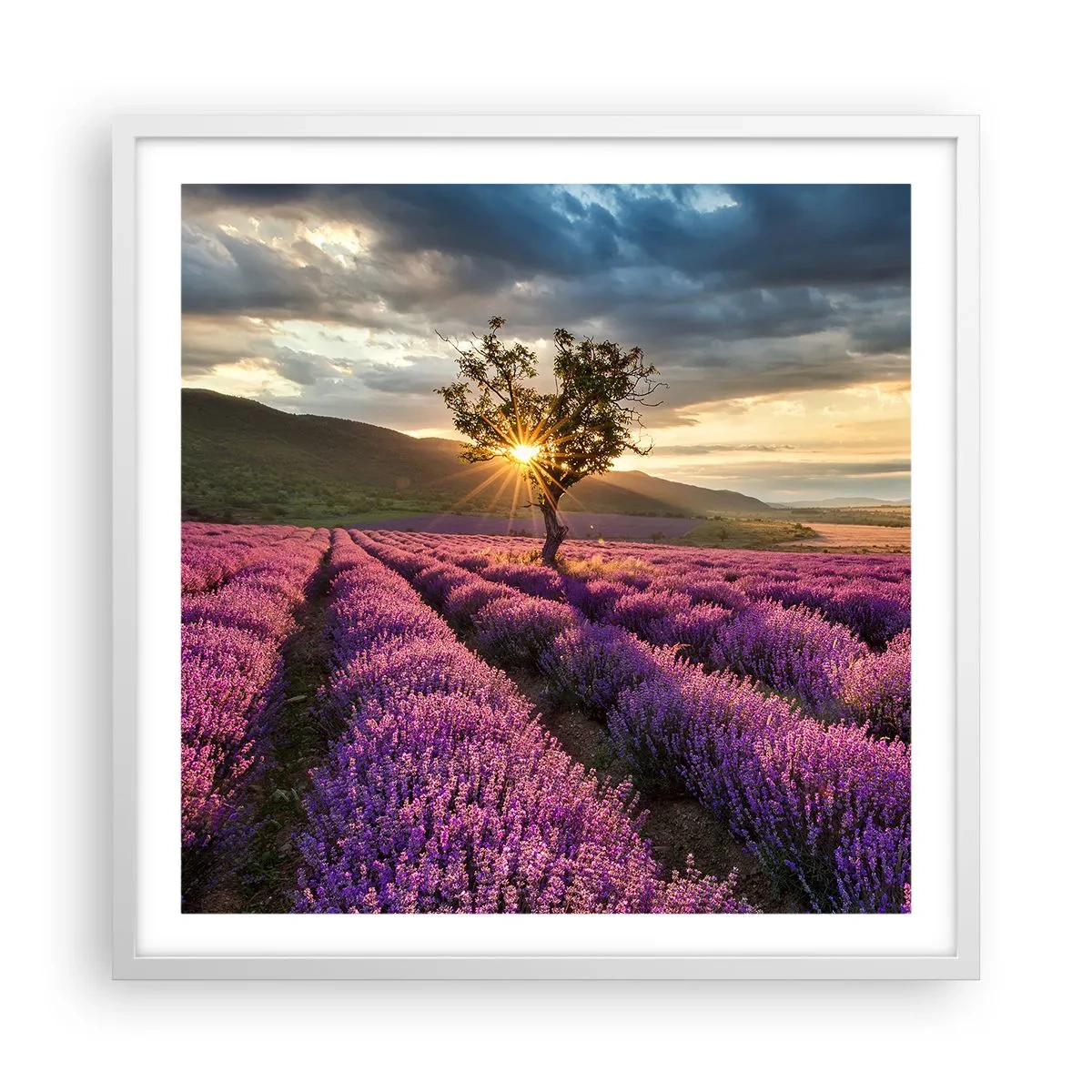 Poster in een witte lijst - Lila gekleurd aroma - 60x60 cm
