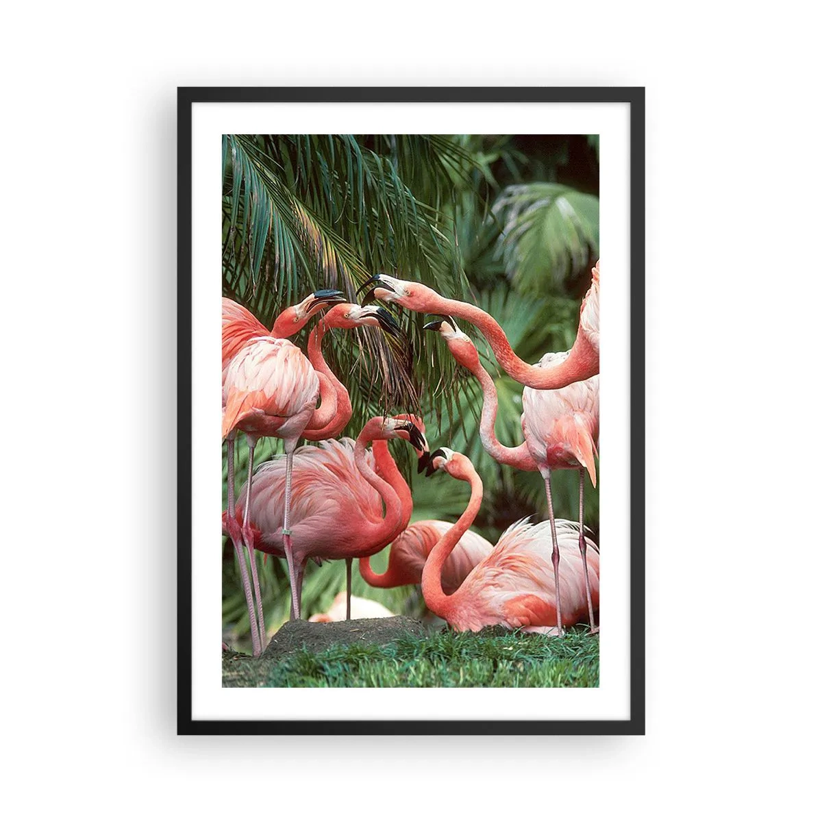 Poster in een zwarte lijst - Roze flamingo's in een exotische omgeving van palmbomen - 50x70cm - Middag roddels - Moderne wanddecoratie voor woonkamer en slaapkamer ARTTOR