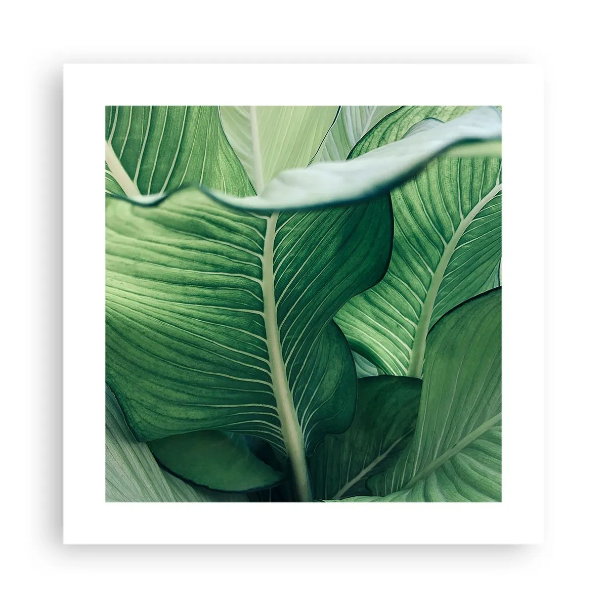 Poster - Intens groen leven - 40x40 cm