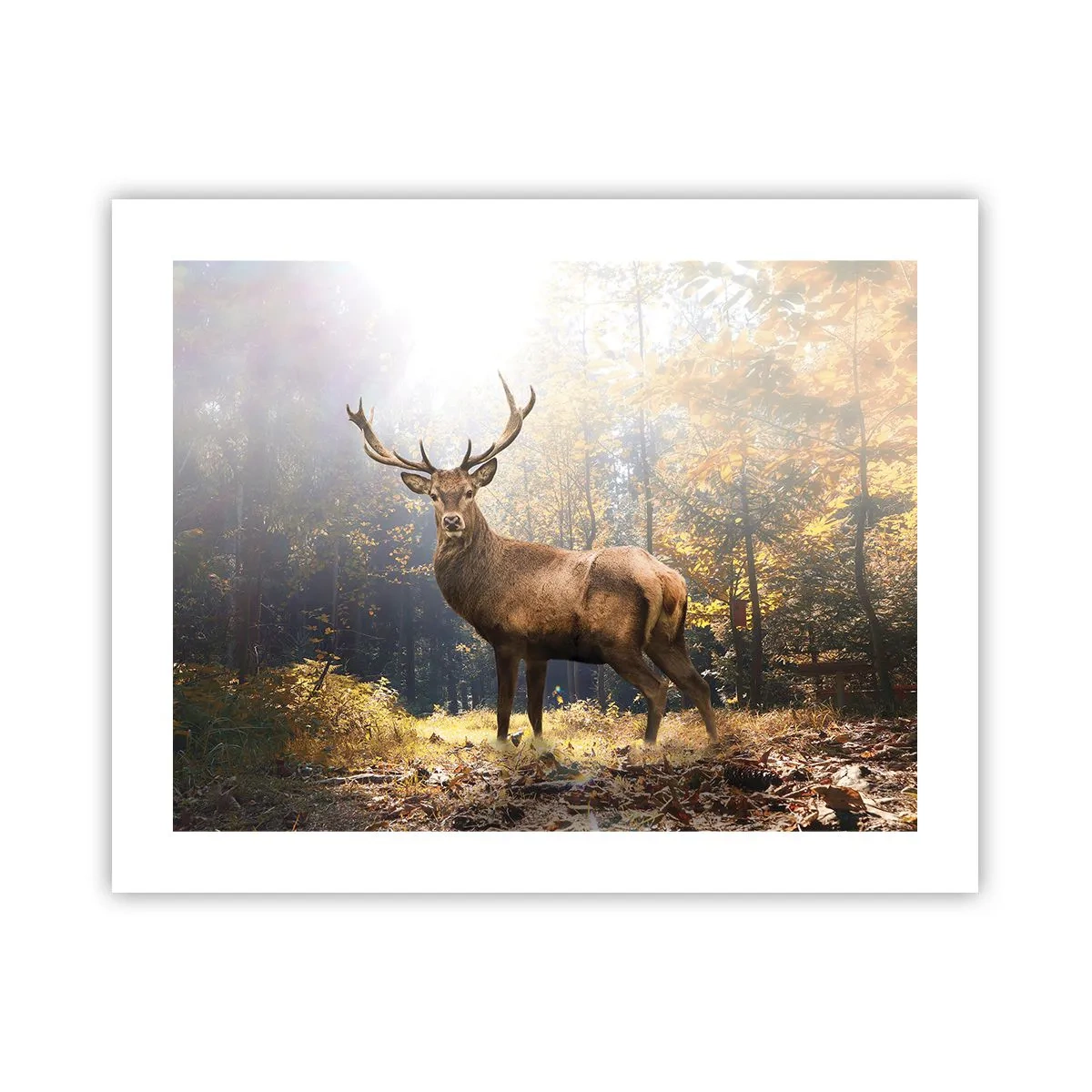 Poster - In volle majesteit - 50x40 cm