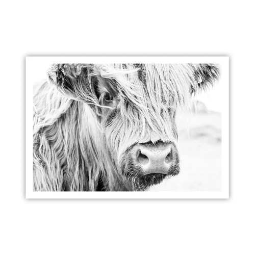 Poster - Schotse wildheid - 100x70 cm
