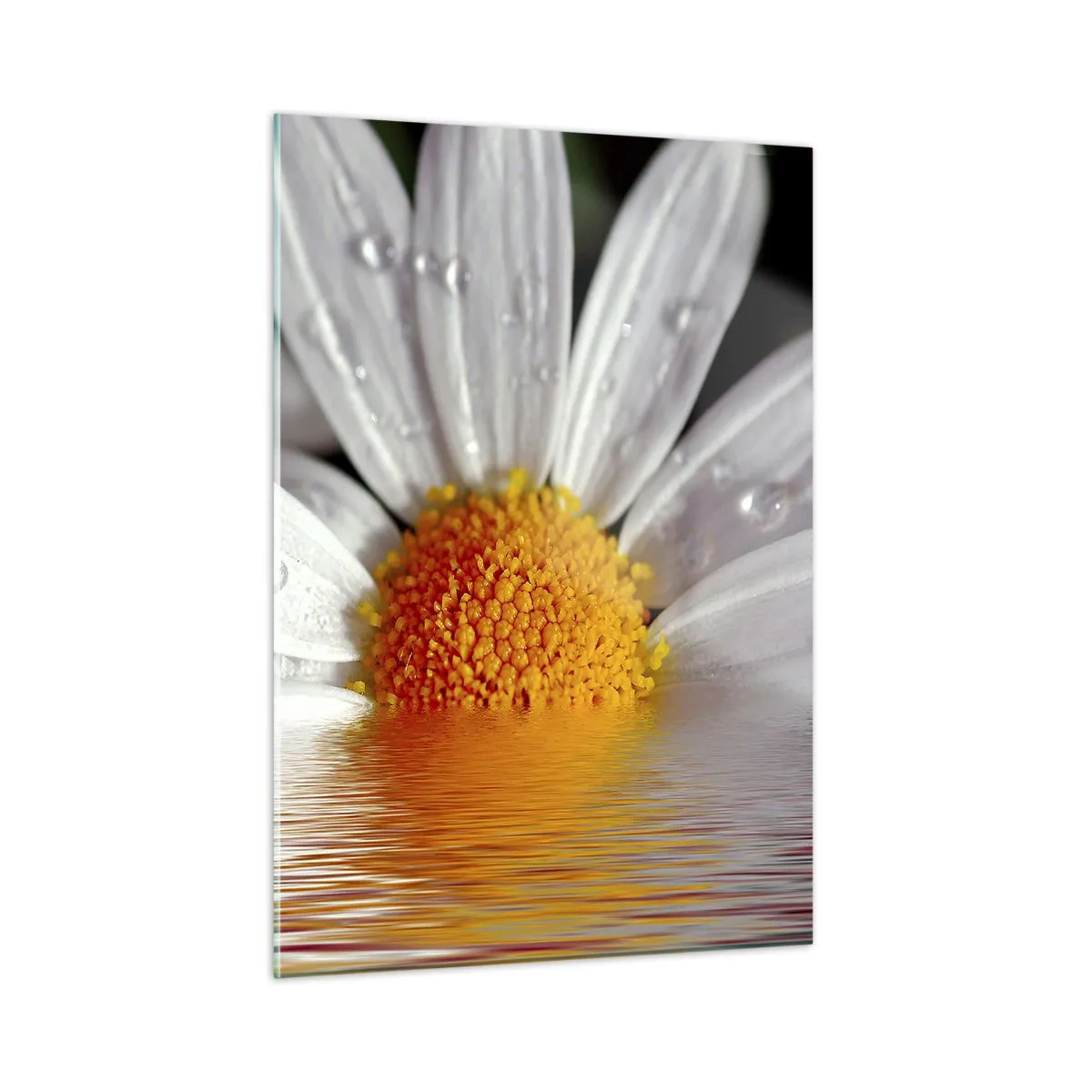 Schilderen op glas - De rijzende zon van madeliefjes - 50x70 cm