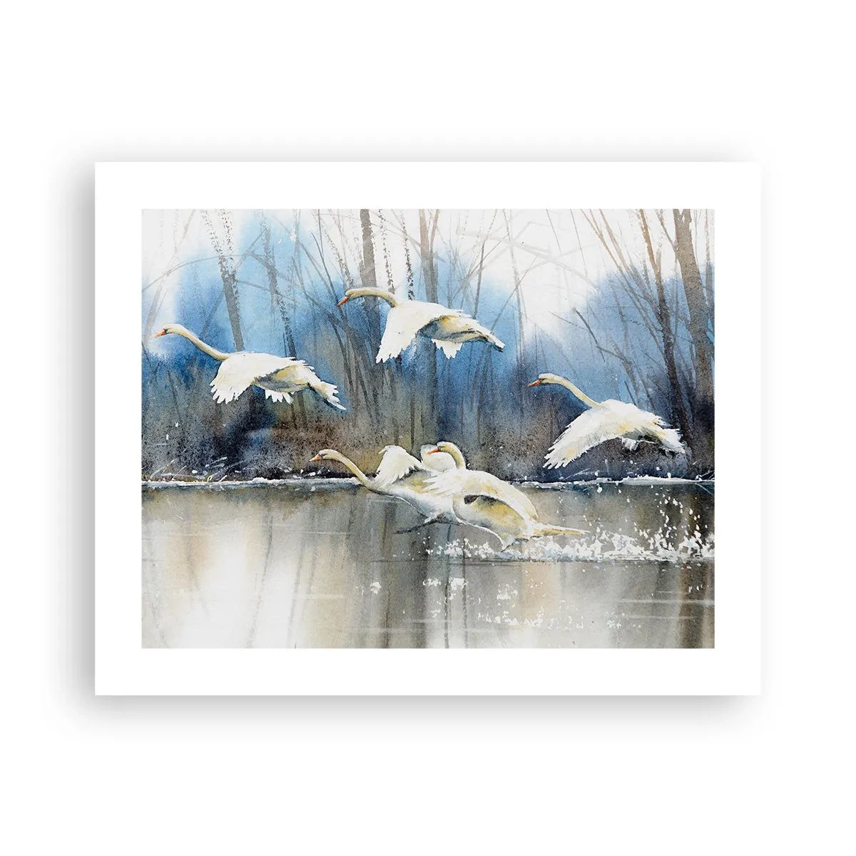 Poster - Zoals in het sprookje over wilde zwanen - 50x40 cm