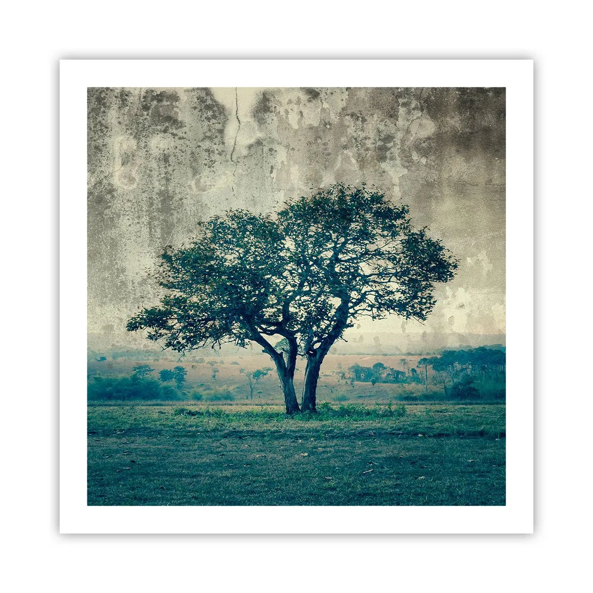 Poster - Een appelboom op een blauw veld? - 60x60 cm