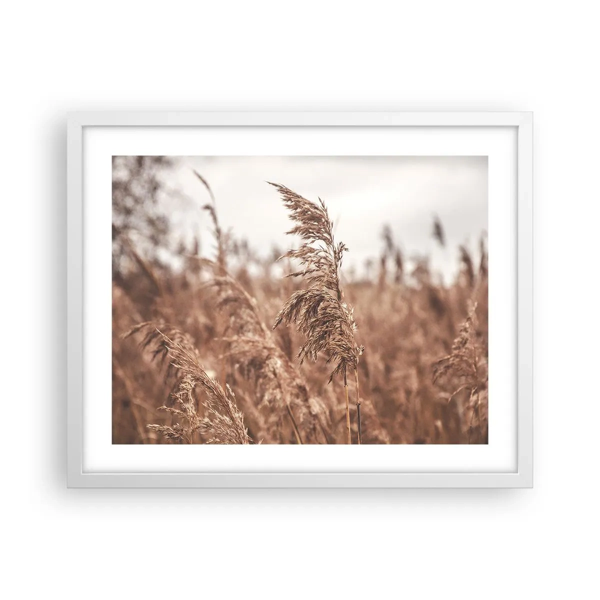 Poster in een witte lijst - Het is al herfst in de velden - 50x40 cm