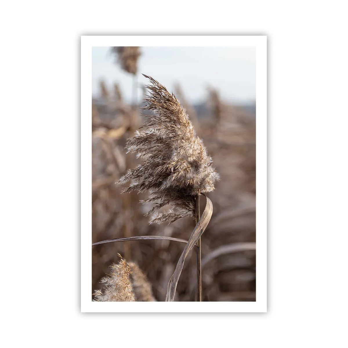 Poster - Tijd om met de wind mee te gaan - 61x91 cm