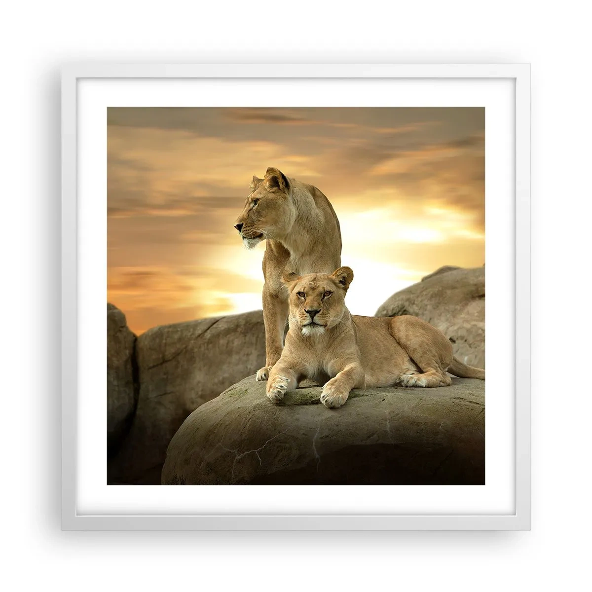 Poster in een witte lijst - Koninklijke majesteit - 50x50 cm
