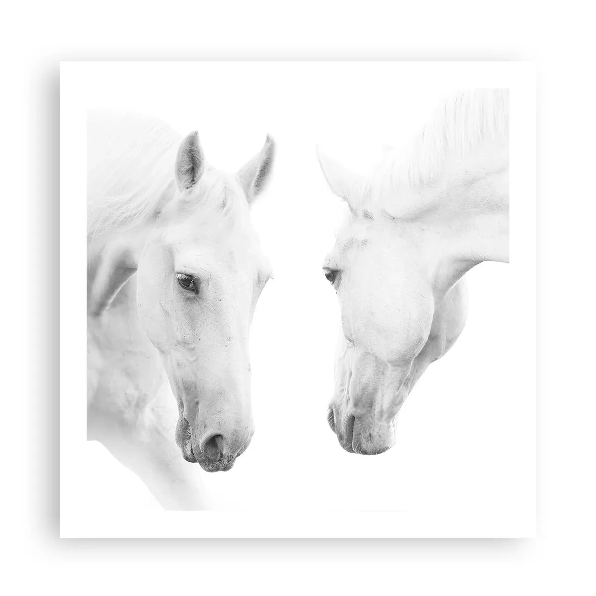 Poster - Is dit vriendschap...? - 60x60 cm