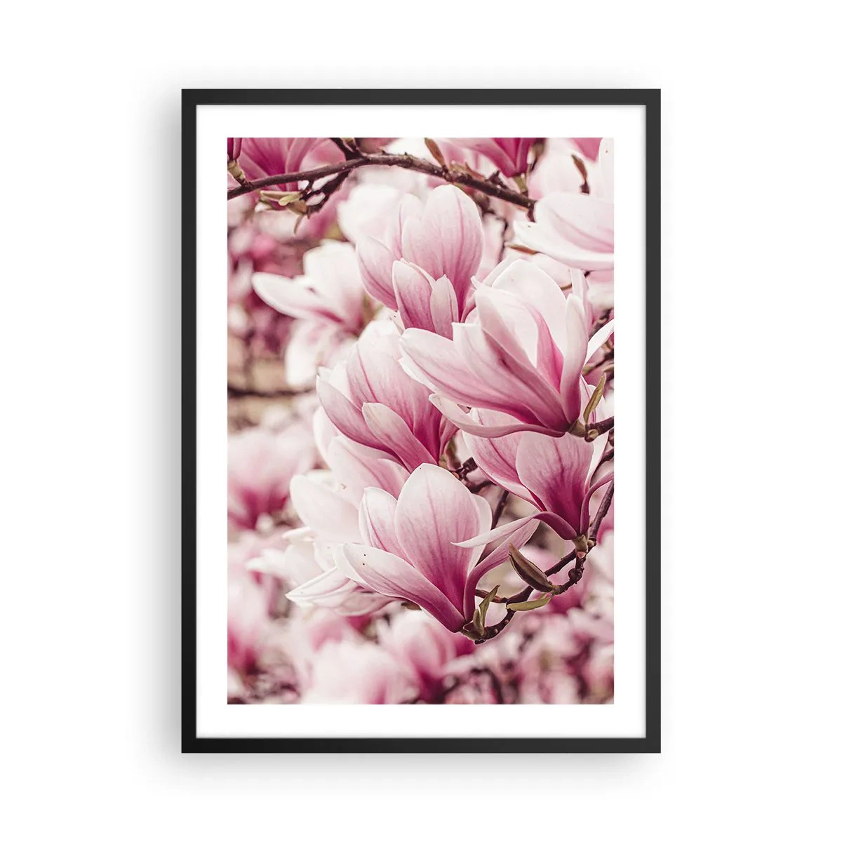 Poster in een zwarte lijst - Romantische bloeiende magnolia's in delicaat roze - 50x70cm - De lente is roze - Moderne wanddecoratie voor woonkamer en slaapkamer ARTTOR