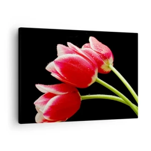 Schilderen op canvas - Rode tulpen met dauwdruppels op een zwarte achtergrond - 70x50cm - Een belofte van pure liefde - Moderne wanddecoratie voor woonkamer en slaapkamer ARTTOR