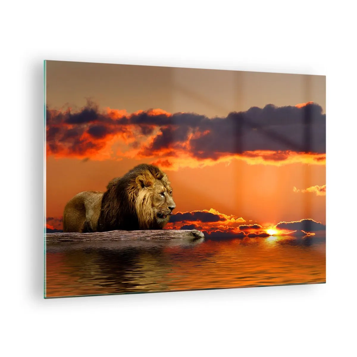 Schilderen op glas - Een leeuw tegen de achtergrond van de ondergaande zon - 70x50cm - Koning van de natuur - Moderne wanddecoratie voor woonkamer en slaapkamer ARTTOR