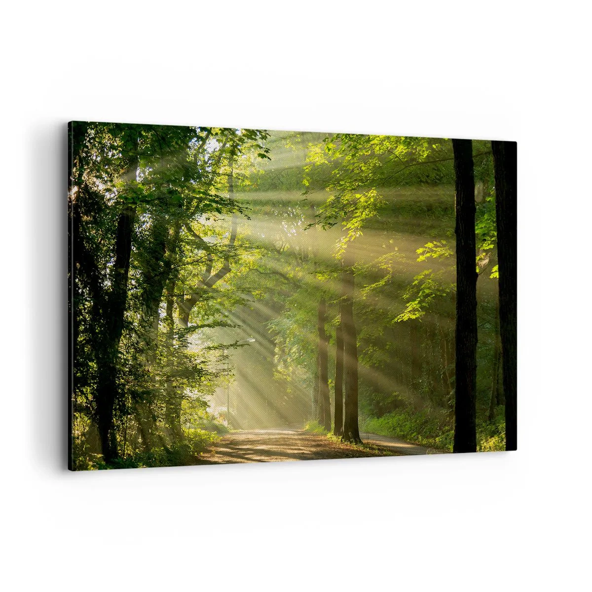 Schilderen op canvas - Bosmoment - 120x80 cm