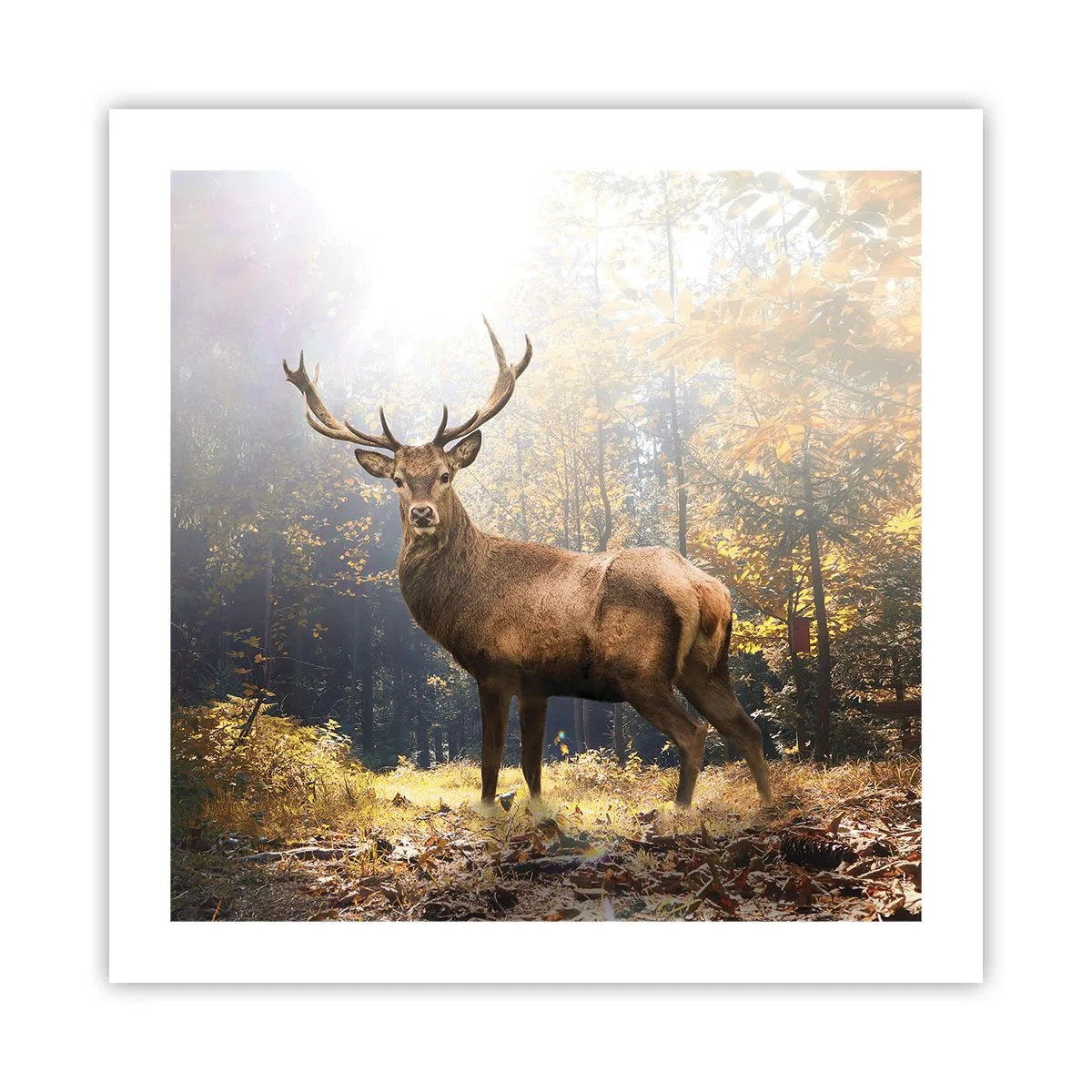 Poster - In volle majesteit - 50x50 cm