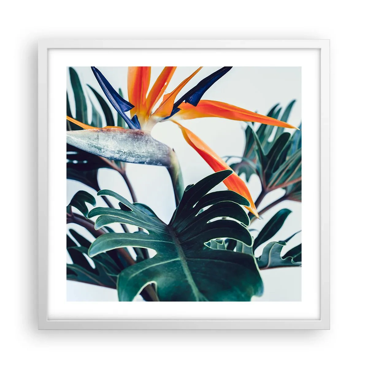 Poster in een witte lijst - Vogelstruik - 50x50 cm