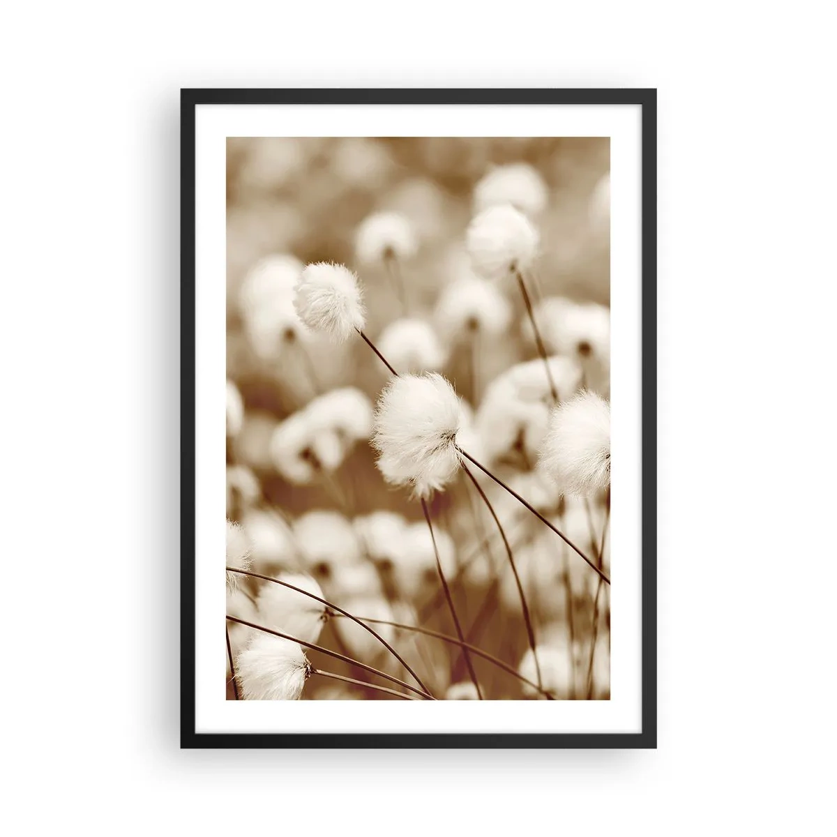 Poster in een zwarte lijst - Pluizige grassprietjes in een delicate opname - 50x70cm - Pluizig korenveld - Moderne wanddecoratie voor woonkamer en slaapkamer ARTTOR