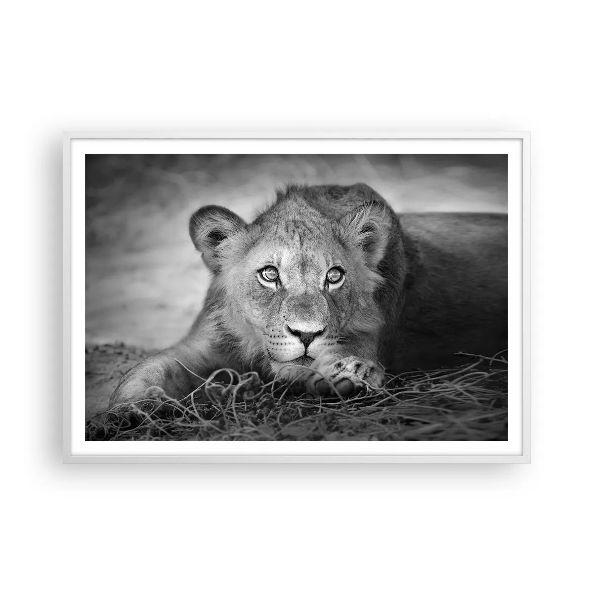 Poster in een witte lijst - Koninklijke puppy - 100x70 cm