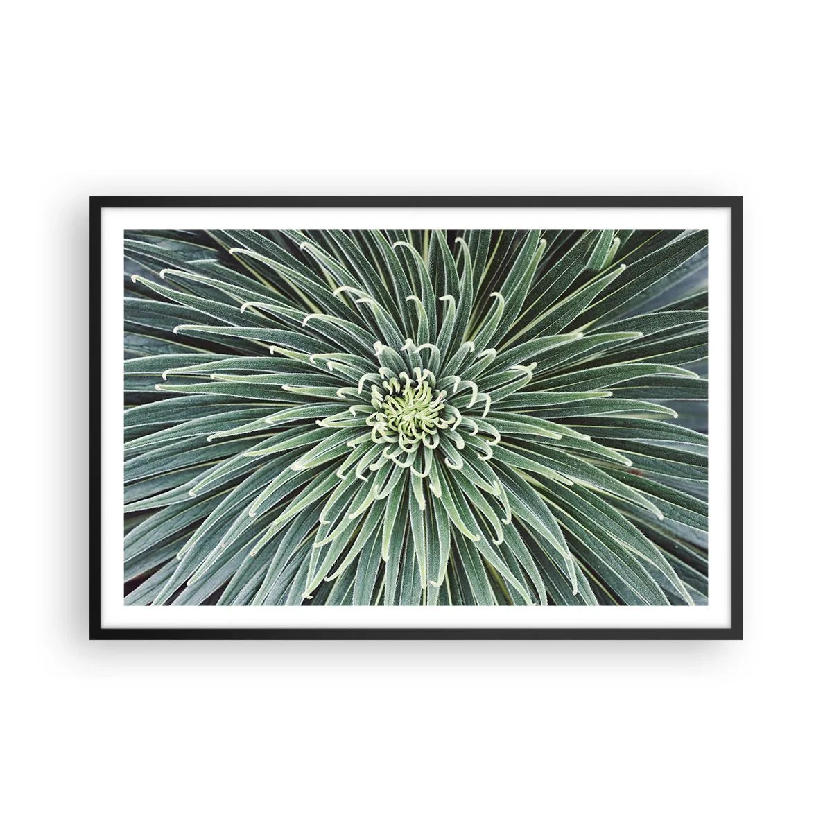 Poster in een zwarte lijst - Een ster is geboren - 91x61 cm