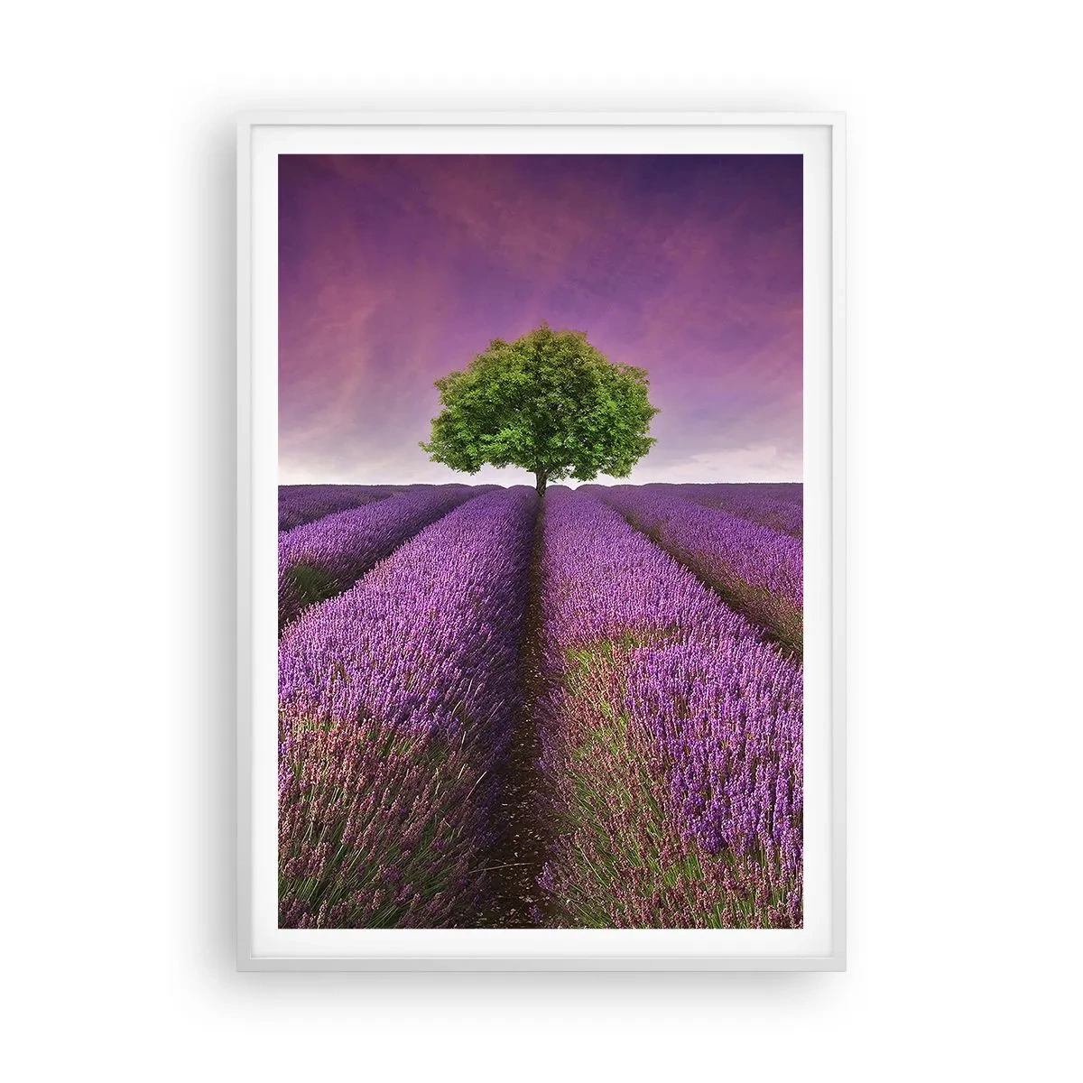 Poster in een witte lijst - Op lavendelvelden - 70x100 cm