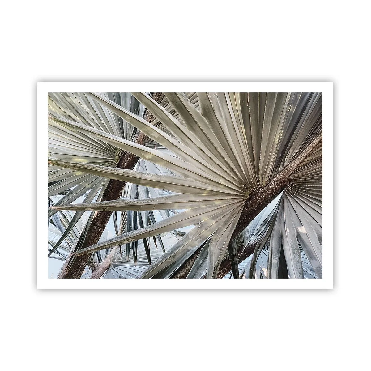 Poster - Fans in de tropen - 100x70 cm