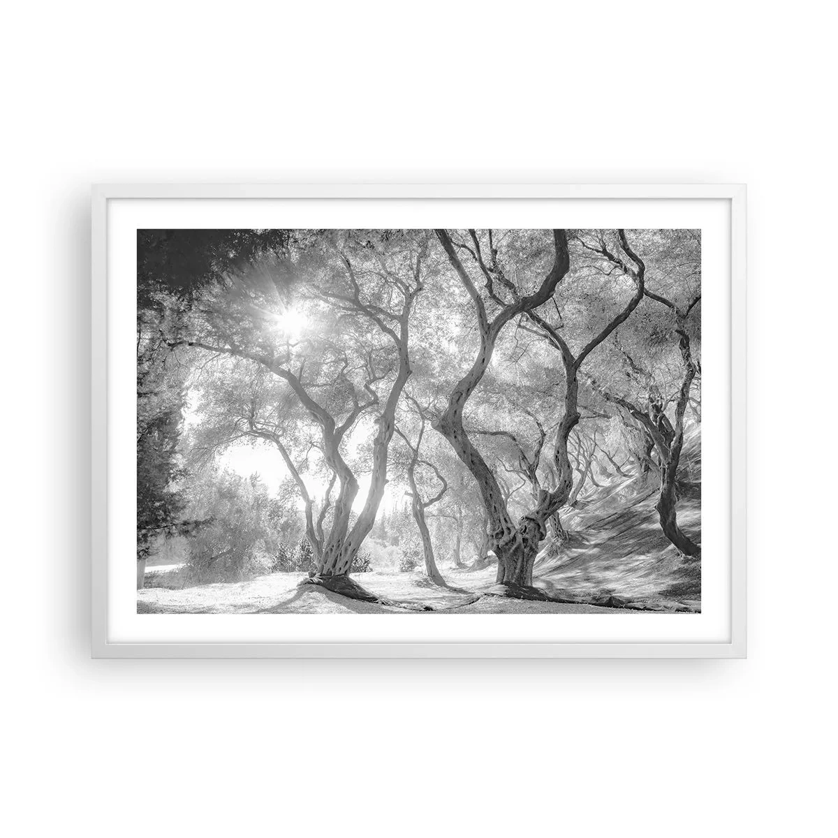 Poster in een witte lijst - In de olijfboomgaard - 70x50 cm