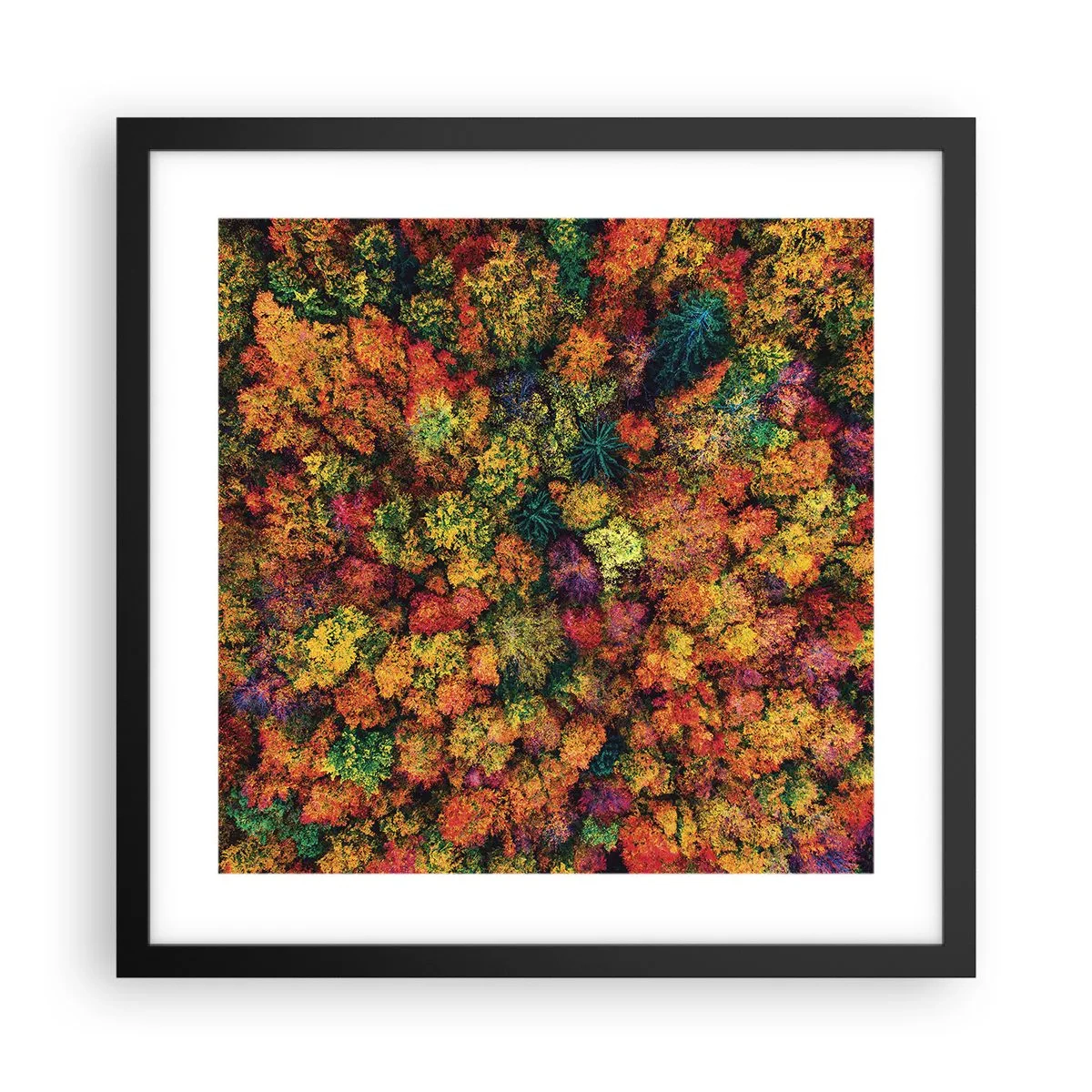 Poster in een zwarte lijst - Boeket herfstbomen - 40x40 cm