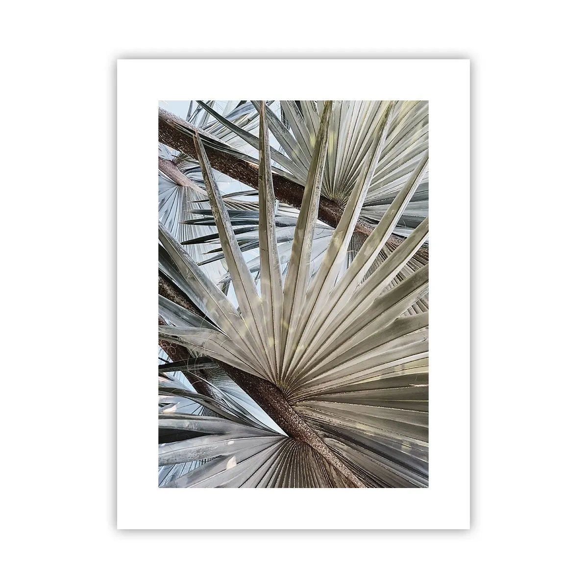 Poster - Fans in de tropen - 30x40 cm