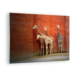 Schilderen op glas - Giraffen tegen een bakstenen muur - 70x50cm - Zie je acacia? - Moderne wanddecoratie voor woonkamer en slaapkamer ARTTOR