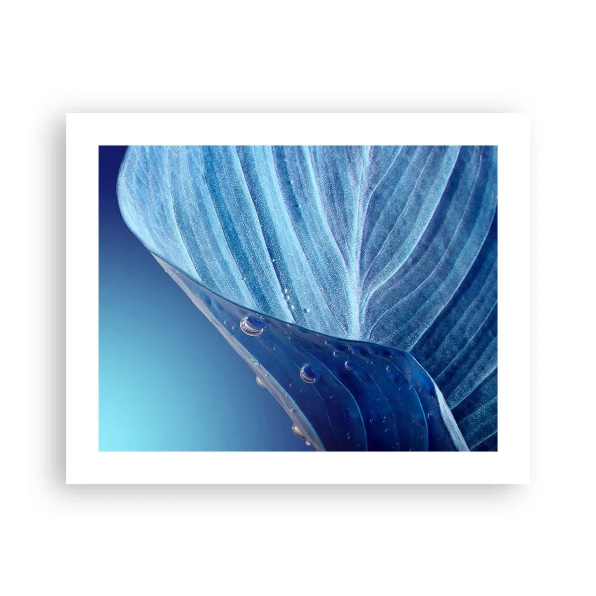 Poster - Verborgen druppels blauw - 50x40 cm