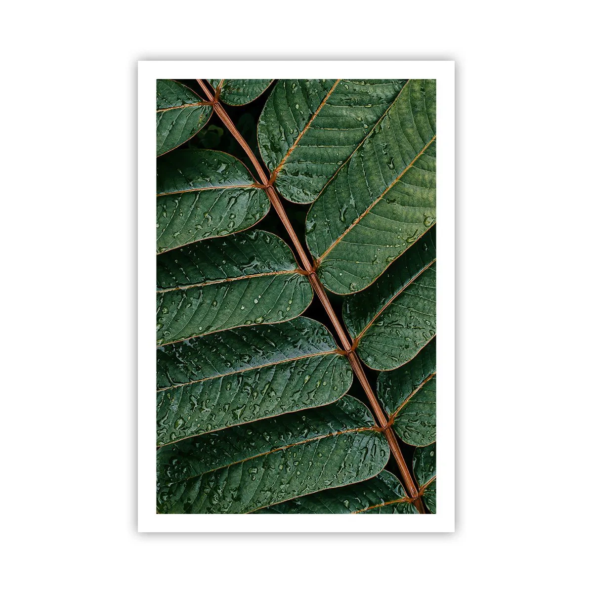 Poster - In een groen ritme - 61x91 cm