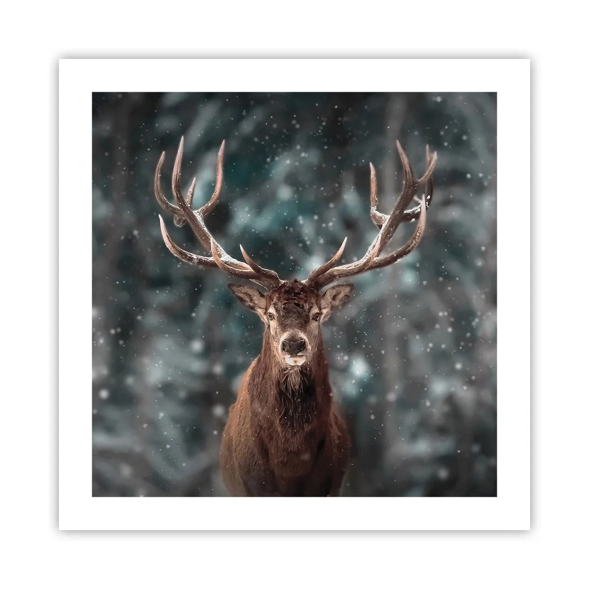 Poster - Gekroond tot koning van het bos - 50x50 cm