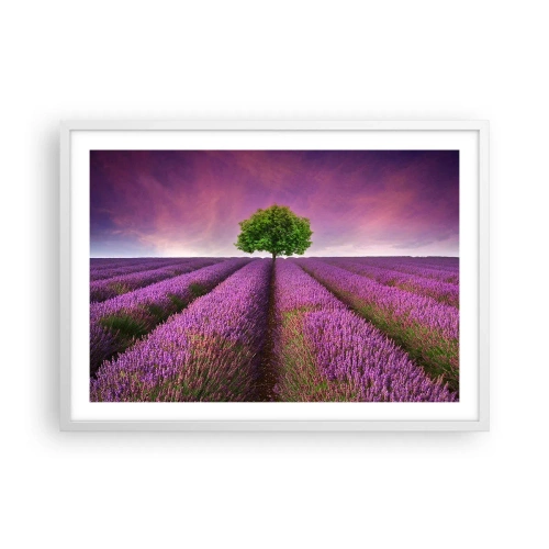 Poster in een witte lijst - Op lavendelvelden - 70x50 cm