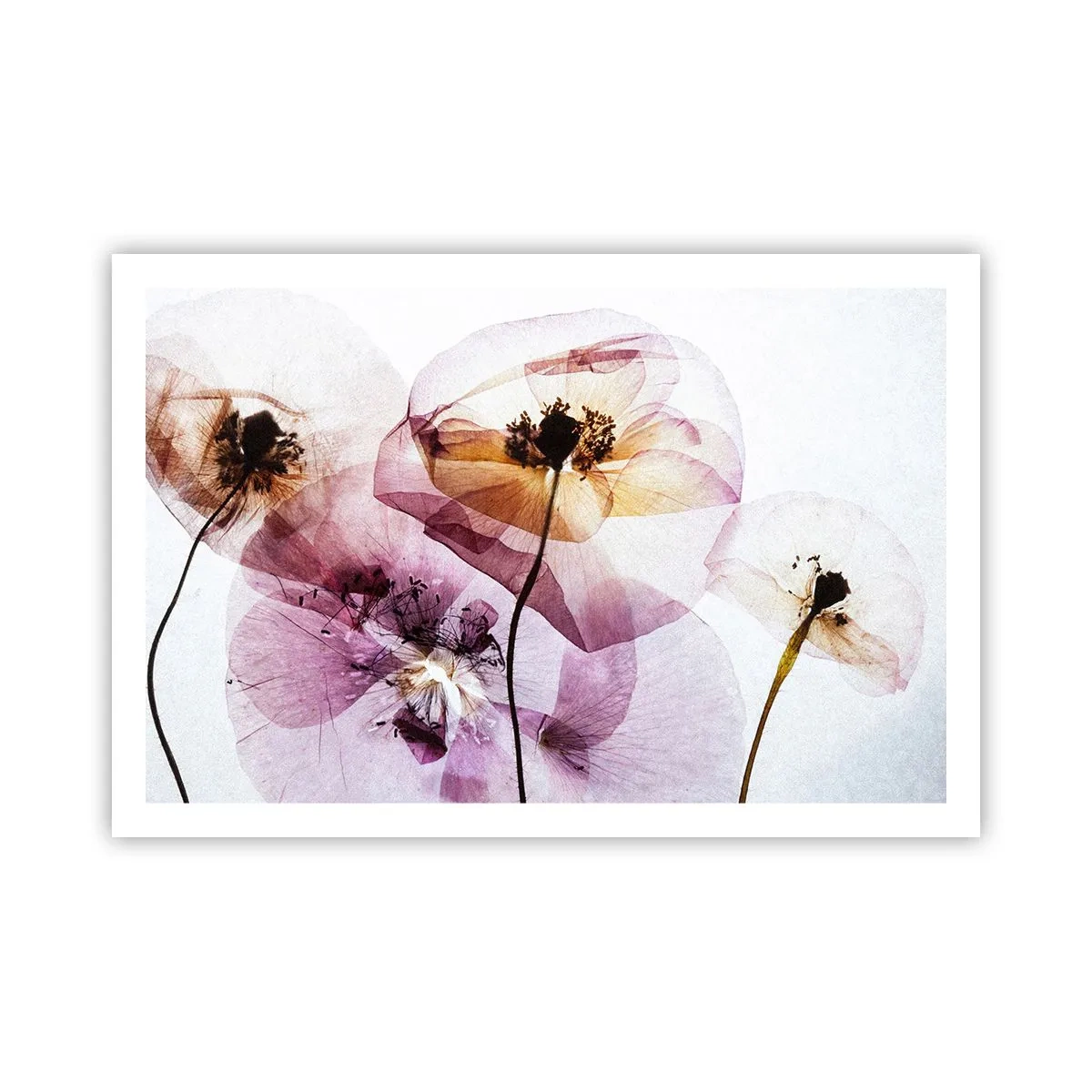 Poster - Transparante lichaamsbloemen - 91x61 cm
