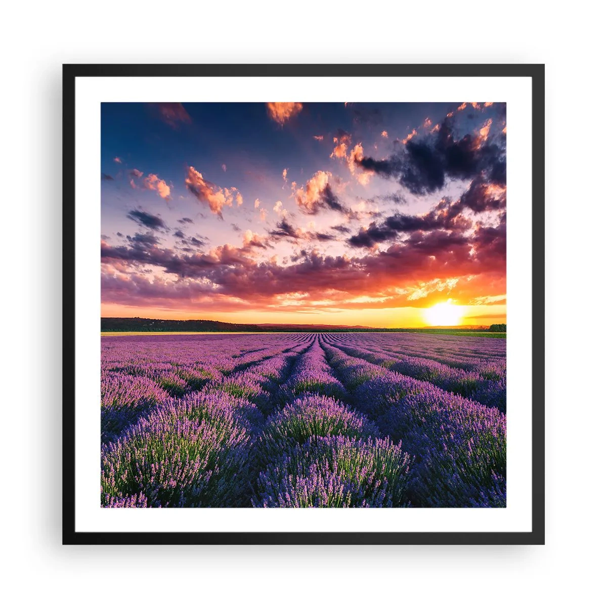 Poster in een zwarte lijst - Lavendel wereld - 60x60 cm