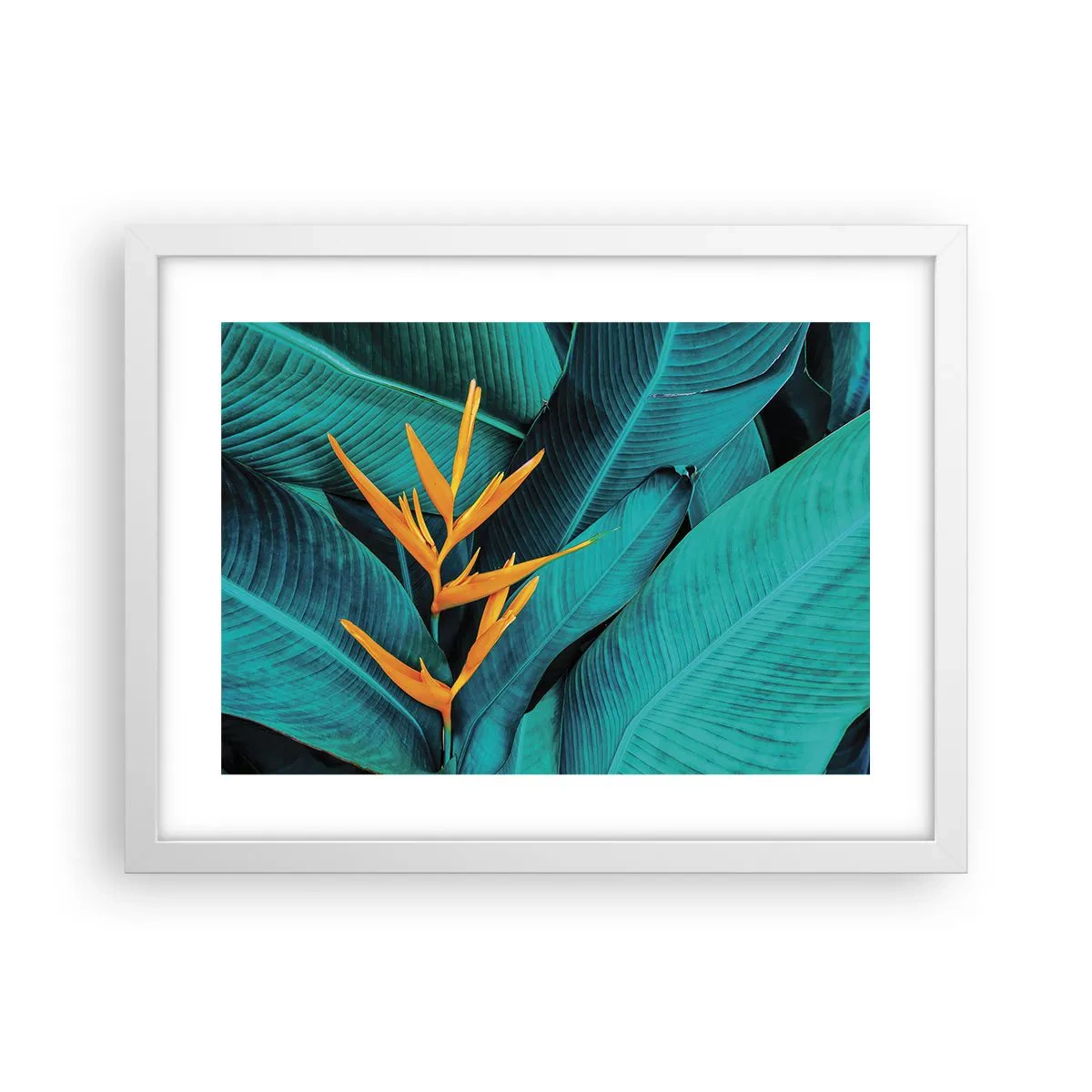 Poster in een witte lijst - Eden bloem - 40x30 cm